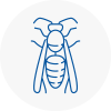 Clitheroe Wasp Nest Removal